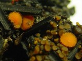 Anthracobia macrocystis image