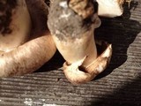Agaricus bisporus image