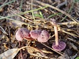 Laccaria amethystina image