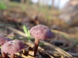Laccaria amethystina image