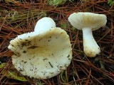 Russula cremoricolor image