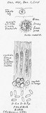 Phlebia rufa image