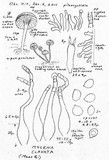 Mycena clavata image