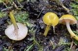 Chromosera cyanophylla image