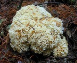 Sparassis crispa image