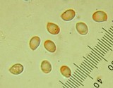 Sparassis crispa image