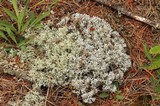 Cladonia mitis image