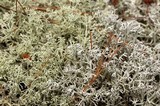Cladonia mitis image