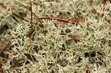 Cladonia mitis image