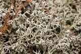 Cladonia mitis image