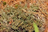 Cladonia crispata var. crispata image