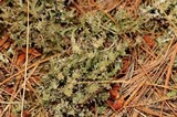 Cladonia crispata var. crispata image