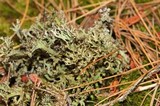 Cladonia crispata var. crispata image