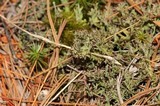 Cladonia crispata var. crispata image