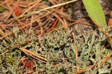 Cladonia crispata var. crispata image