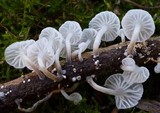 Hemimycena candida image
