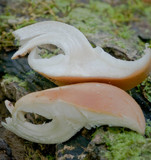 Lentinula lateritia image