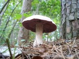 Laccaria ochropurpurea image