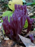 Clavaria zollingeri image