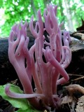 Clavaria zollingeri image