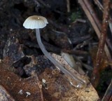 Roridomyces roridus image