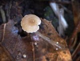 Roridomyces roridus image