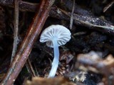 Roridomyces roridus image