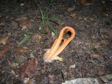 Clathrus columnatus image