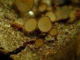 Torrendiella ciliata image