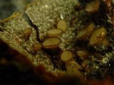 Torrendiella ciliata image