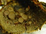 Torrendiella ciliata image
