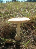 Amanita persicina image