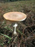 Amanita persicina image
