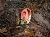 Clathrus columnatus image