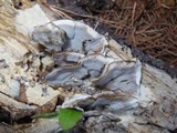 Bjerkandera adusta image