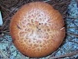Polyporus tuberaster image