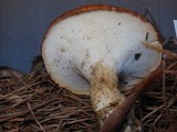 Polyporus tuberaster image