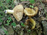 Lactarius acerrimus image