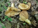 Lactarius acerrimus image
