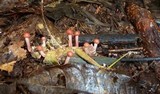 Ophiocordyceps amazonica image