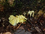 Cotylidia aurantiaca image
