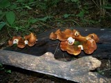 Royoporus badius image