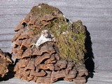 Porodaedalea cancriformans image