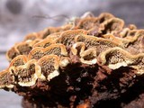 Porodaedalea cancriformans image