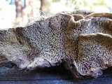 Porodaedalea cancriformans image