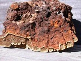 Porodaedalea cancriformans image
