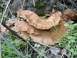 Meripilus giganteus image