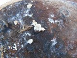Cheimonophyllum candidissimum image