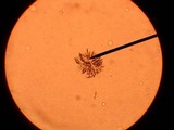 Sordaria fimicola image