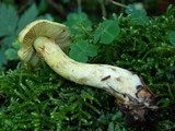Cortinarius splendens image